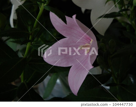 粉紅風鈴草 2 粉紅風鈴草 2 104447730