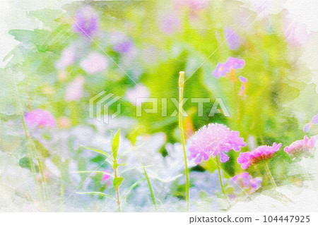 [Aichi Prefecture] Bluebonnet Scabiosa 104447925