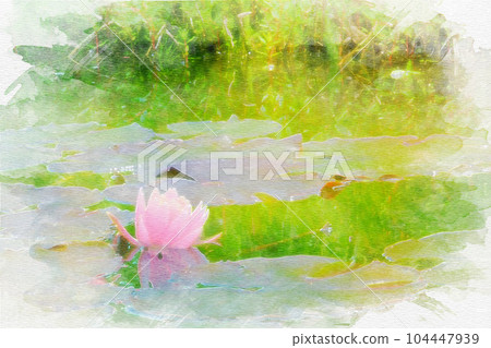 [愛知縣] 矢車菊睡蓮 104447939