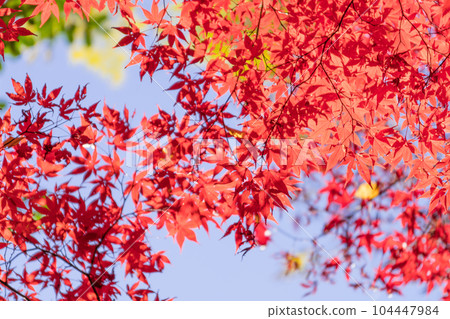 Autumn leaves and blue sky Red maple Autumn leaves and blue sky Red maple 104447984