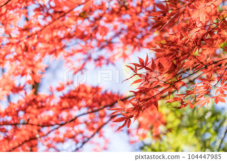 Autumn leaves and blue sky Red maple Autumn leaves and blue sky Red maple 104447985
