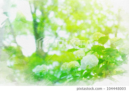 [Aichi Prefecture] Watercolor painting of hydrangeas at Mimo Shrine in Ichinomiya City 104448003