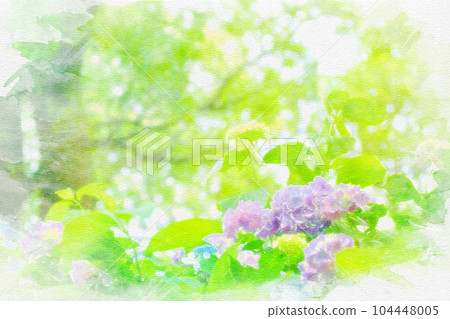 [Aichi Prefecture] Watercolor painting of hydrangeas at Mimo Shrine in Ichinomiya City 104448005