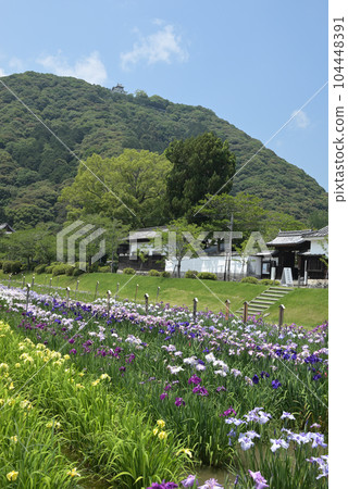 Yoshiko Iris Garden and Yoshikawa Historical Museum. Looking up at Iwakuni Castle (Iwakuni City, Yamaguchi Prefecture) Yoshiko Iris Garden and Yoshikawa Historical Museum. Looking up at Iwakuni Castle (Iwakuni City, Yamaguchi Prefecture) 104448391