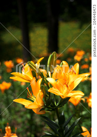 yellow lily flower blooming in the flower garden yellow lily flower blooming in the flower garden 104448473