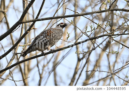 榛雞⑥(北海道) 榛雞⑥(北海道) 104448595