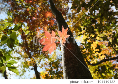 Autumn leaves of maple. 104449182