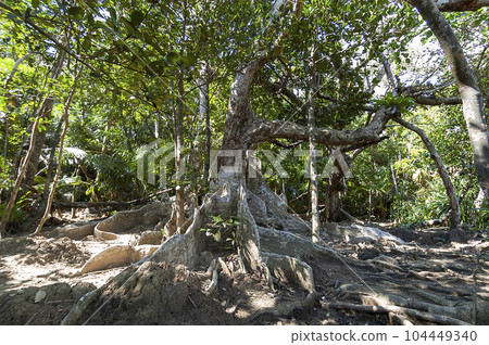 西表島的紅樹林 104449340