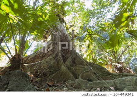 西表島的紅樹林 104449341