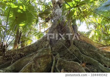 西表島的紅樹林 104449342