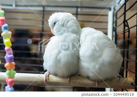 The parrot 104449519