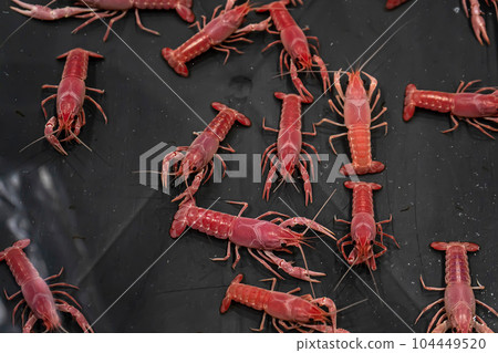 Shrimp for raising for beauty 104449520