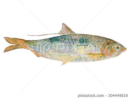 魚的水彩插圖(Konoshiro) 魚的水彩插圖(Konoshiro) 104449816