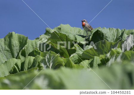 諾戈馬⑨（北海道） 104450281