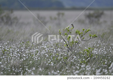 大雄和棉草 104450282