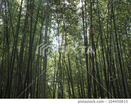 A narrow path in a bamboo grove illuminated by sunlight filtering through the trees in the afternoon A narrow path in a bamboo grove illuminated by sunlight filtering through the trees in the afternoon 104450615