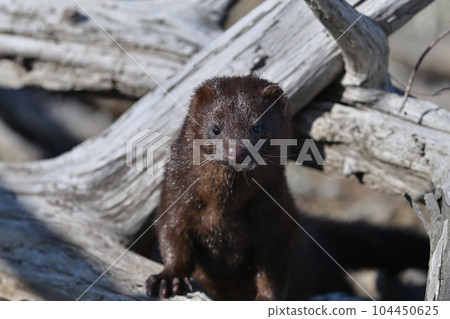 水貂皮 ④（北海道） 104450625