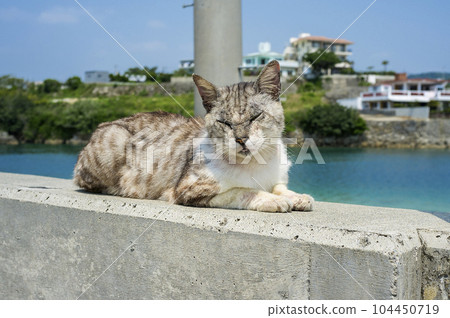 歐島的海島貓 104450719