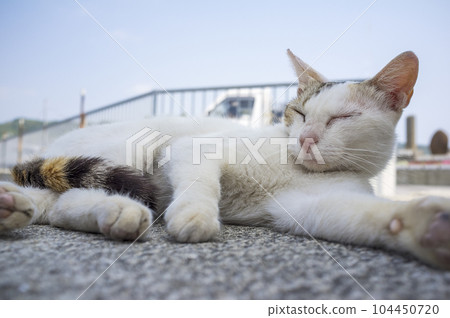 歐島的海島貓 104450720