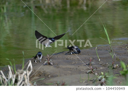 Rock swift (1) (Hokkaido) Rock swift (1) (Hokkaido) 104450949