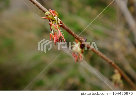 Euptelea flower [Tsukui, Sagamihara City, March] 104450970