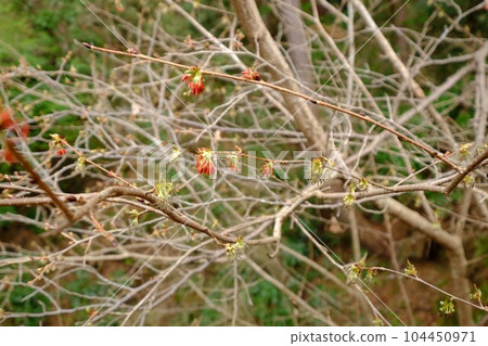 Euptelea flower [Tsukui, Sagamihara City, March] 104450971