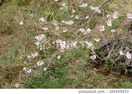 Yabuzakura Flower [March, Tsukui, Sagamihara City] 104450972
