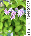 Background material of cute purple buds like corolla and pink forehead hydrangea 104450993