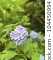 Light purple hydrangea in gentle pastel colors 104450994