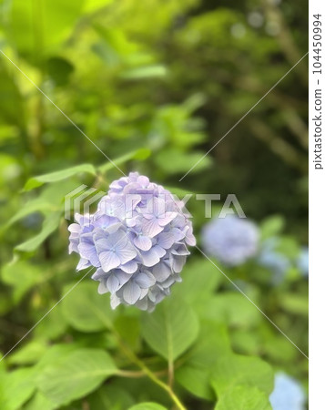 淺紫色繡球花,柔和柔和的色彩 淺紫色繡球花,柔和柔和的色彩 104450994