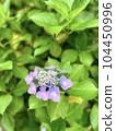 One pink, purple pretty forehead hydrangea among green leaves 104450996