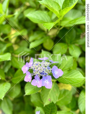 綠葉間一朵粉色、紫色漂亮的額頭繡球花 綠葉間一朵粉色、紫色漂亮的額頭繡球花 104450996