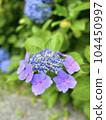 Background material with pink purple forehead hydrangea up 104450997
