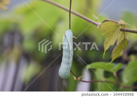 Larvae of black sparrow Larvae of black sparrow 104450998