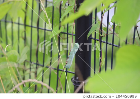 Larvae of black sparrow Larvae of black sparrow 104450999