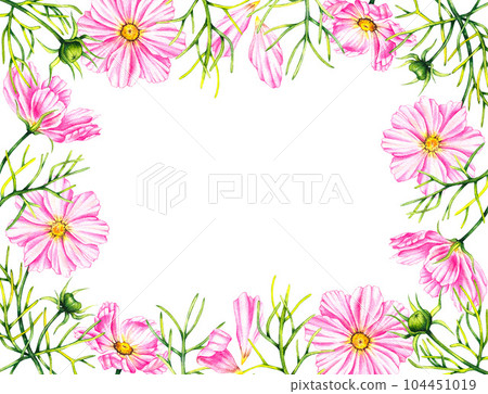 Frame of cosmos flowers isolated on a white background Frame of cosmos flowers isolated on a white background 104451019