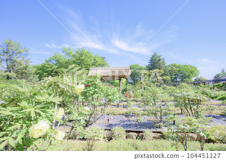 福島須賀川牡丹園 福島須賀川牡丹園 104451127