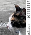 A close-up of the dignified profile of a calico cat 104451517