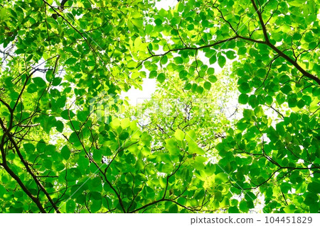 Looking up at fresh green trees on a sunny day 104451829