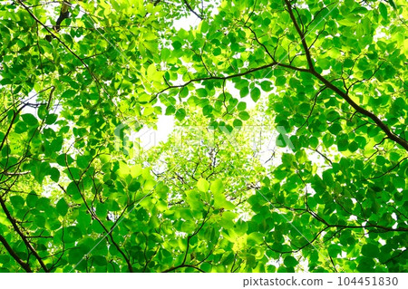 Looking up at fresh green trees on a sunny day 104451830