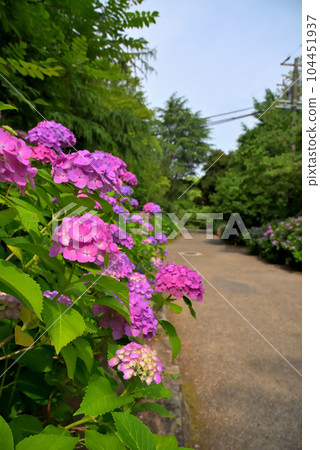 《愛知縣》名古屋市鶴舞公園的繡球花散步道 《愛知縣》名古屋市鶴舞公園的繡球花散步道 104451937