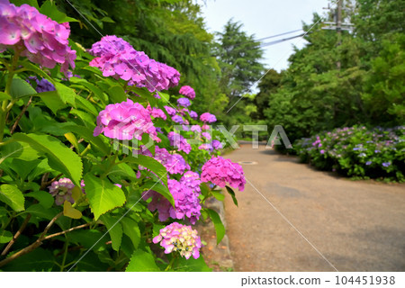 《愛知縣》名古屋市鶴舞公園的繡球花散步道 《愛知縣》名古屋市鶴舞公園的繡球花散步道 104451938