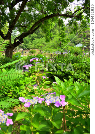 《愛知縣》名古屋市鶴舞公園的繡球花散步道 《愛知縣》名古屋市鶴舞公園的繡球花散步道 104451939