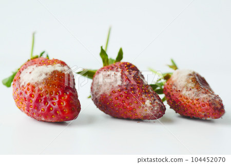 Gray Mold on strawberries on table , Gray Mold on strawberries on table , 104452070