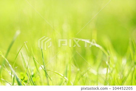 Refreshing early summer lawn close-up 104452205