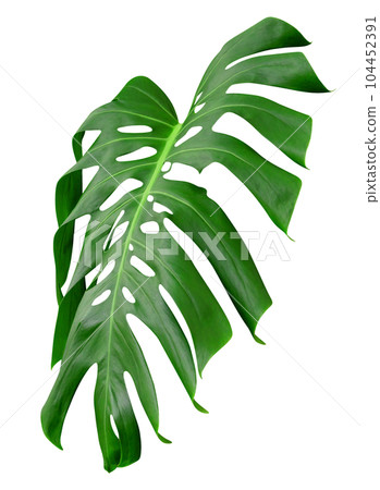 Green leaves pattern,leaf monstera isolated Green leaves pattern,leaf monstera isolated 104452391