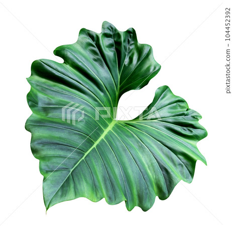Green leaves pattern of tropical leaf plant isolated 104452392