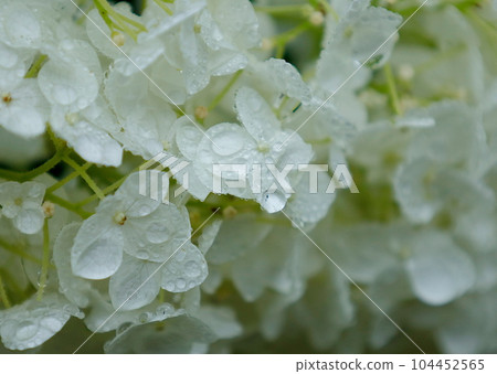 Close-up: Annabelle (hydrangea) with water droplets after rain Close-up: Annabelle (hydrangea) with water droplets after rain 104452565