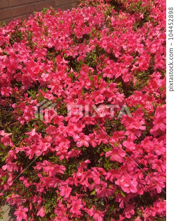 Bright red azalea flowers in full bloom in a residential area in Ikegami, Tokyo 104452898