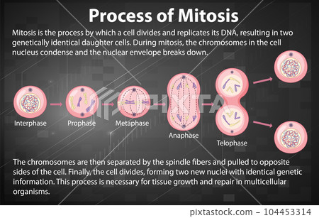 Process of mitosis phases with explanations 104453314